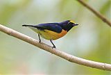 White-vented Euphonia